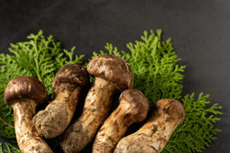 松茸の画像。まつたけ。