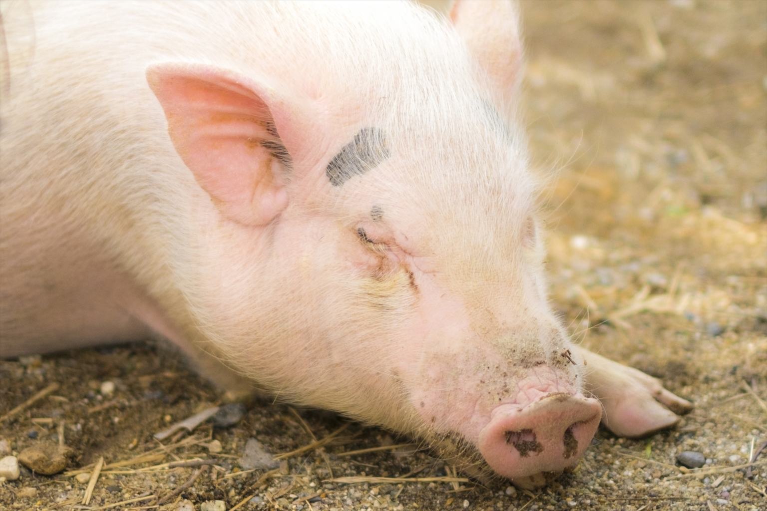 【輸入停止解除】チェコからの豚肉等について20210830